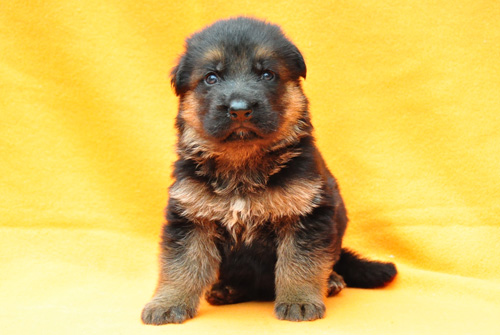 ジャーマンシェパード 子犬 販売 ジャーマンシェパード ブリーダー 子犬販売の専門店 AngelWan 横浜 神奈川県 ペットショップ