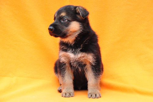 ジャーマンシェパード　ブリーダー　子犬販売の専門店　AngelWan　横浜　神奈川県