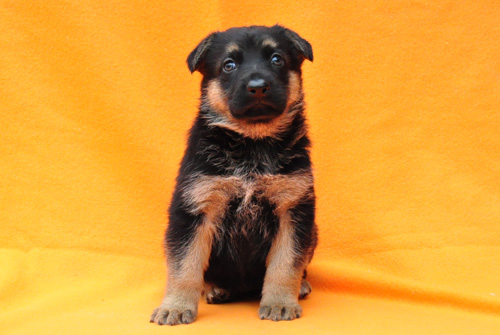 ジャーマンシェパード　ブリーダー　子犬販売の専門店　AngelWan　横浜　神奈川県　ペットショップ