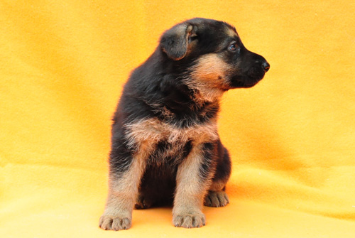 ジャーマンシェパード　ブリーダー　子犬販売の専門店　AngelWan　横浜　神奈川県　ペットショップ