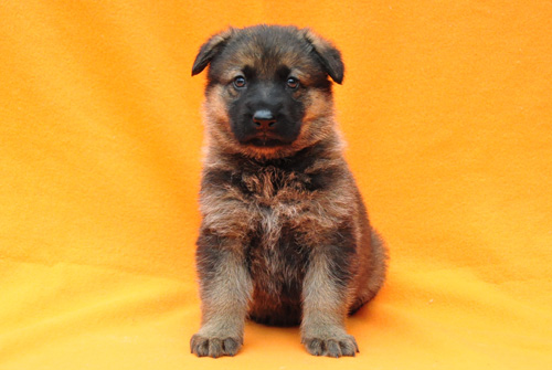 ジャーマンシェパード ブリーダー 子犬販売の専門店 AngelWan 横浜 神奈川県 ペットショップ