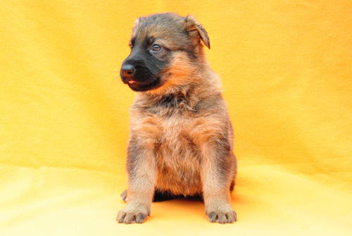 ジャーマンシェパード　ブリーダー　子犬販売の専門店　AngelWan　横浜　神奈川県　ペットショップ