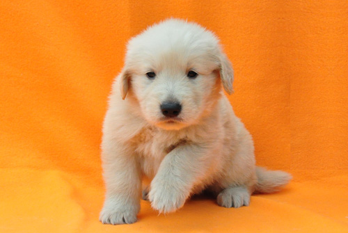 ゴールデンレトリバー　ブリーダー　子犬販売の専門店　AngelWan　横浜　神奈川　ペットショップ