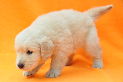 ゴールデンレトリバー ブリーダー 子犬販売の専門店 AngelWan 横浜 神奈川 ペットショップ