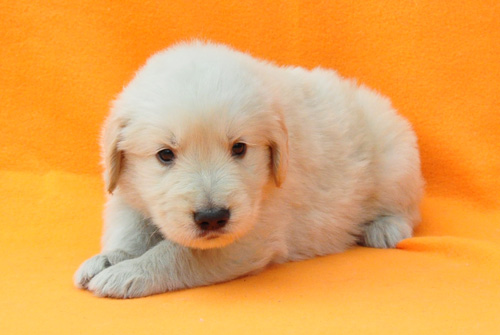 ゴールデンレトリバー ブリーダー 子犬販売の専門店 AngelWan 横浜 神奈川県 ペットショップ