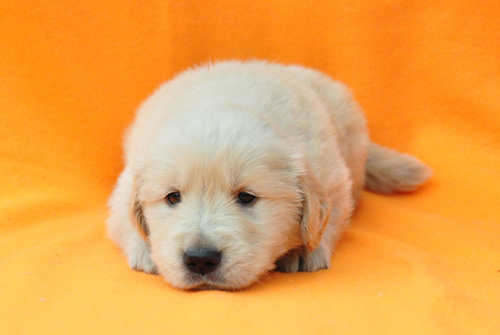 ゴールデンレトリバー　ブリーダー　子犬販売の専門店　AngelWan　横浜　神奈川　ペットショップ