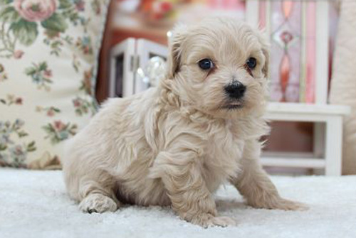 マルプー　ミックス　アプリコット系　オス　AngelWan　子犬販売　横浜　神奈川県　ペットショップ