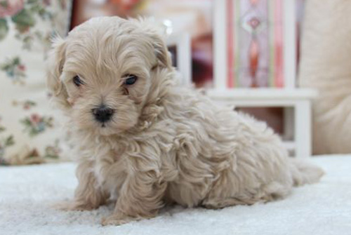 マルプー ミックス アプリコット系 メス 子犬販売の専門店 AngelWan 横浜 神奈川