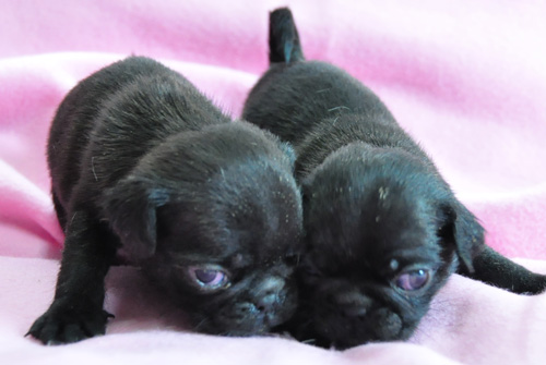 パグ　ブラック　オス　子犬販売の専門店　AngelWan　横浜　神奈川　ペットショップ