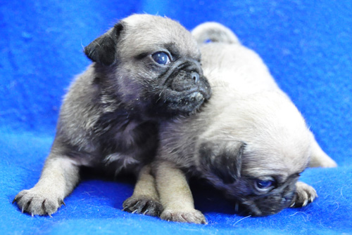 パグ　子犬　フォーン　オスとメス　子犬販売の専門店　AngelWan　横浜　神奈川県　ペットショップ