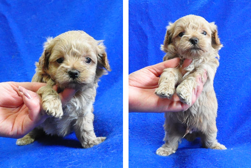 マルプー　ミックス　ミルクティ　オス　子犬販売の専門店　AngelWan　横浜　神奈川県　ペットショップ