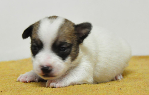ジャックラッセルテリア　タン＆ホワイト　オス　子犬販売の専門店　AngelWan　横浜