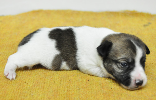 ジャックラッセルテリア　タン＆ホワイト　オス　子犬販売の専門店　AngelWan　横浜
