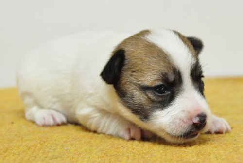 ジャックラッセルテリア　タン＆ホワイト　子犬販売の専門店　AngelWan　横浜