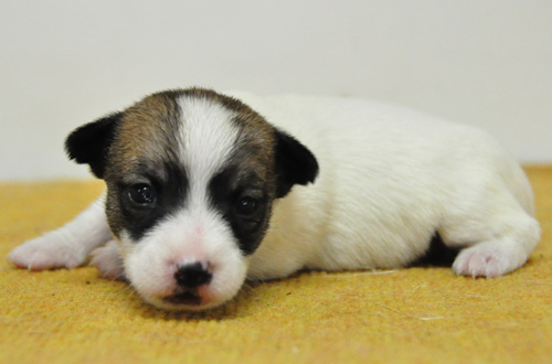 ジャックラッセルテリア　タン＆ホワイト　子犬販売の専門店　AngelWan　横浜　神奈川県