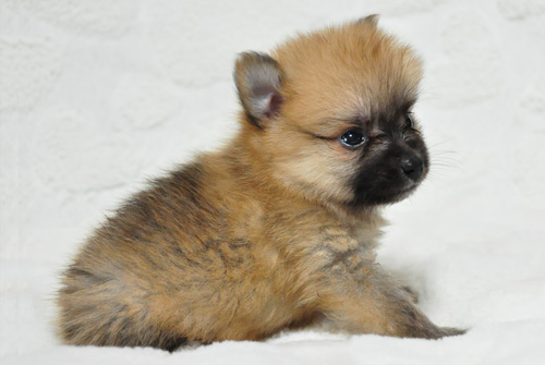 ポメラニアン　オレンジセーブル　子犬販売の専門店　AngelWan　横浜　神奈川県