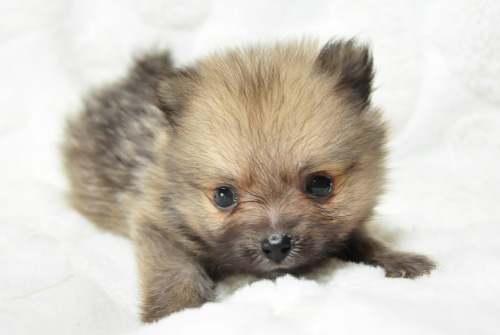 ポメラニアン　クリームセーブル　子犬販売の専門店　AngelWan　横浜　神奈川県　ペットショップ