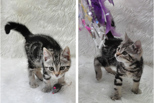 アメリカンショートヘアー　シルバータビー　子犬販売の専門店　AngelWan　横浜