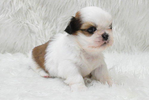 シーズー ホワイト&ゴールド オス 子犬販売の専門店 AngelWan 横浜