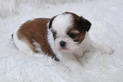 シーズー ホワイト&ゴールド 子犬販売の専門店 AngelWan 横浜 神奈川県