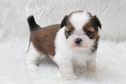 シーズー　ホワイト＆ゴールド　子犬販売の専門店　AngelWan　横浜　神奈川県