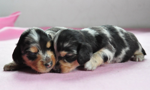 ミニチュアダックスフンド　シルバーダップル　子犬販売の専門店　AngelWan　横浜