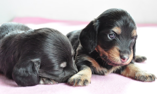 ミニチュアダックスフンド　ブラック＆タン　子犬販売の専門店　AngelWan　横浜