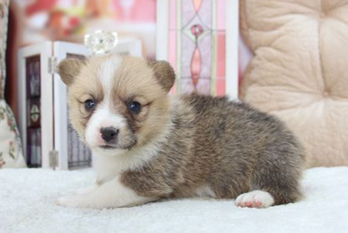 コーギー　ブリーダー　子犬販売の専門店　AngelWan　横浜　神奈川県　ペットショップ