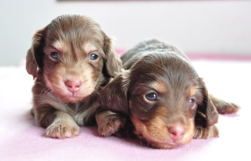 ミニチュアダックスフンド　チョコレートクリーム　チョコレートタン　子犬販売の専門店　AngelWan