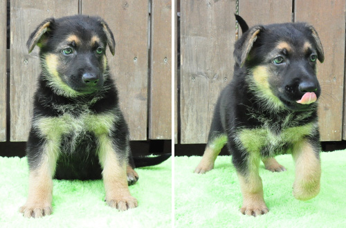 ジャーマンシェパードドッグ　子犬販売の専門店　AngelWan　横浜　神奈川県