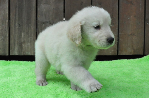 ゴールデンレトリバー 子犬販売の専門店 AngelWan 横浜