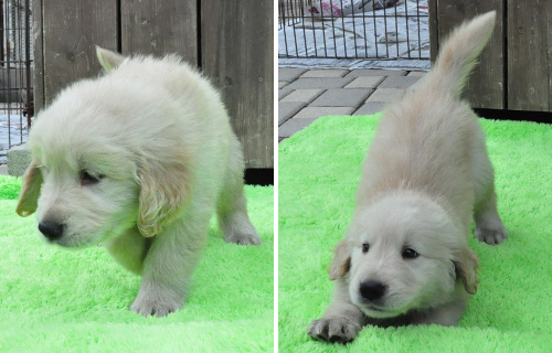 ゴールデンレトリバー　子犬販売の専門店　AngelWan　横浜