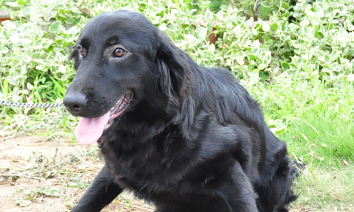 フラットコーテッドレトリバー　子犬販売の専門店　AngelWan 横浜　神奈川県
