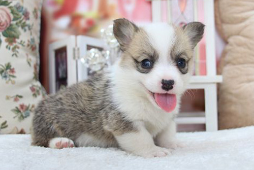 コーギー　ブリーダー　子犬販売の専門店　AngelWan　横浜　神奈川県　ペットショップ