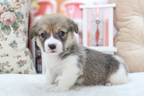 コーギー　ブリーダー　子犬販売の専門店　AngelWan　横浜　神奈川県　ペットショップ