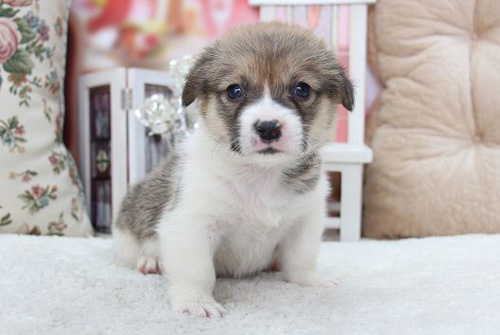 コーギー　ブリーダー　子犬販売の専門店　AngelWan　横浜　神奈川県　ペットショップ