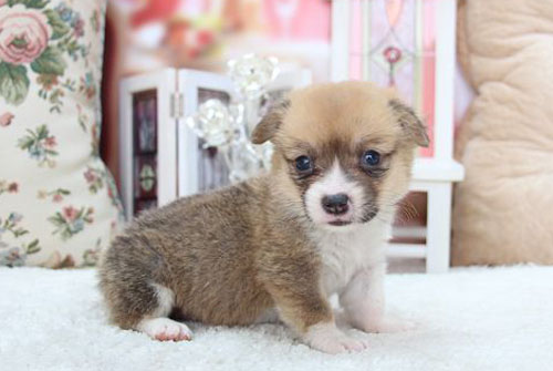 コーギー　ブリーダー　子犬販売の専門店　AngelWan　横浜　神奈川県　ペットショップ