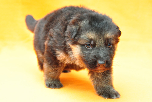 ジャーマンシェパード　ブリーダー　子犬販売の専門店　AngelWan　横浜　神奈川県　ペットショップ