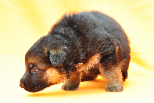 ジャーマンシェパード 子犬 販売 ジャーマンシェパード ブリーダー 子犬販売の専門店 AngelWan 横浜 神奈川県 ペットショップ