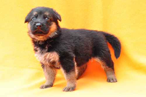 ジャーマンシェパード　ブリーダー　子犬販売の専門店　AngelWan　横浜　神奈川県　ペットショップ