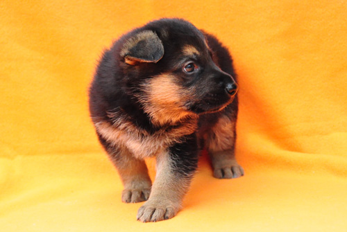 ジャーマンシェパード　ブリーダー　子犬販売の専門店　AngelWan　横浜　神奈川県　ペットショップ