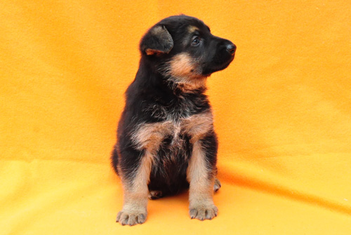 ジャーマンシェパード　ブリーダー　子犬販売の専門店　AngelWan　横浜　神奈川県　ペットショップ