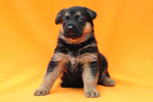 ジャーマンシェパード　ブリーダー　子犬販売の専門店　AngelWan　横浜　神奈川県　ペットショップ