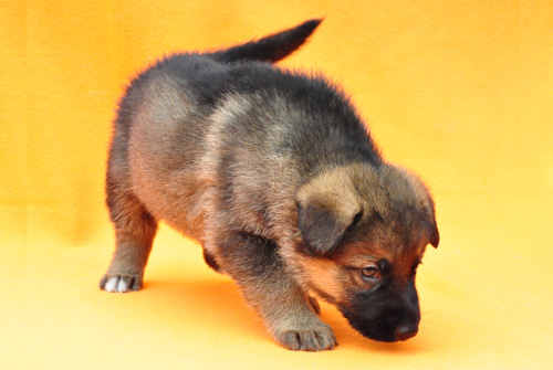 ジャーマンシェパード ブリーダー 子犬販売の専門店 AngelWan 横浜 神奈川県 ペットショップ