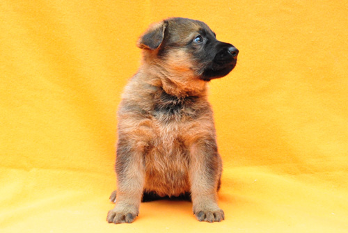 ジャーマンシェパード　ブリーダー　子犬販売の専門店　AngelWan 横浜　神奈川県　ペットショップ