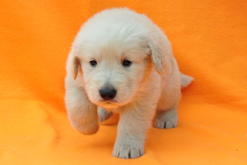 ゴールデンレトリバー　ブリーダー　子犬販売の専門店　AngelWan　横浜　神奈川　ペットショップ