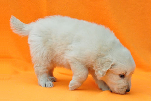 ゴールデンレトリバー ブリーダー 子犬販売の専門店 AngelWan 横浜 神奈川 ペットショップ