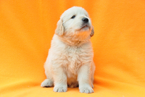 ゴールデンレトリバー　ブリーダー　子犬販売の専門店　AngelWan　横浜　神奈川　ペットショップ