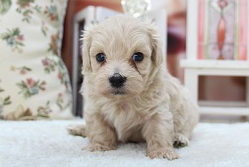 マルプー　ミックス　アプリコット系　オス　AngelWan　子犬販売　横浜　神奈川県　ペットショップ