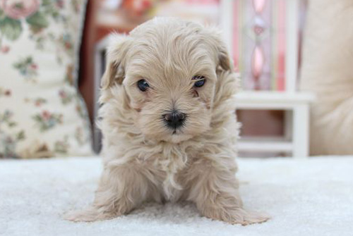 マルプー ミックス アプリコット系 メス 子犬販売の専門店 AngelWan 横浜 神奈川 ペットショップ